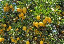 Agrodefesa identifica praga de citros em Heitoraí e Cidade Ocidental
