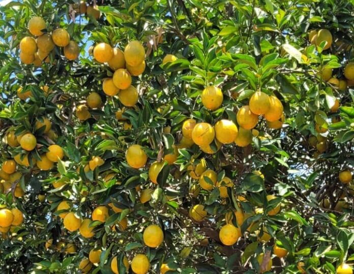 producao-de-citros-em-Goias
