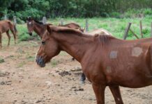 Animais soltos em vias públicas: saiba como denunciar e ajudar a evitar acidentes no DF