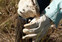 Pesquisadores encontram plantas consideradas extintas há 30 anos