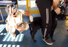 Vacinação de cães e gatos contra a raiva pode ser feita de segunda a sexta-feira, no Distrito Federal