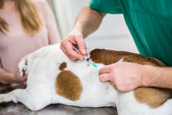 Veterinarian giving injection to dog