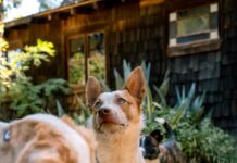 Produtor de vinhos afirma ter criado o “melhor cachorro do mundo” e quer popularizar raça pelo planeta